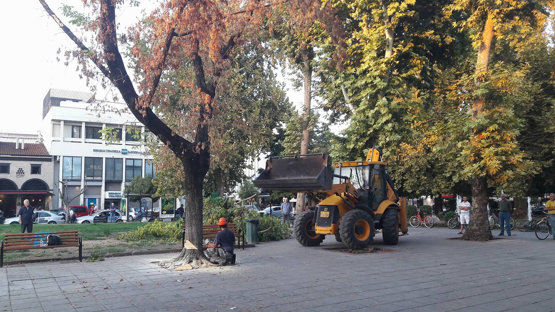 Kόβονται 11 "άρρωστα" δέντρα στην κεντρική πλατεία των Τρικάλων